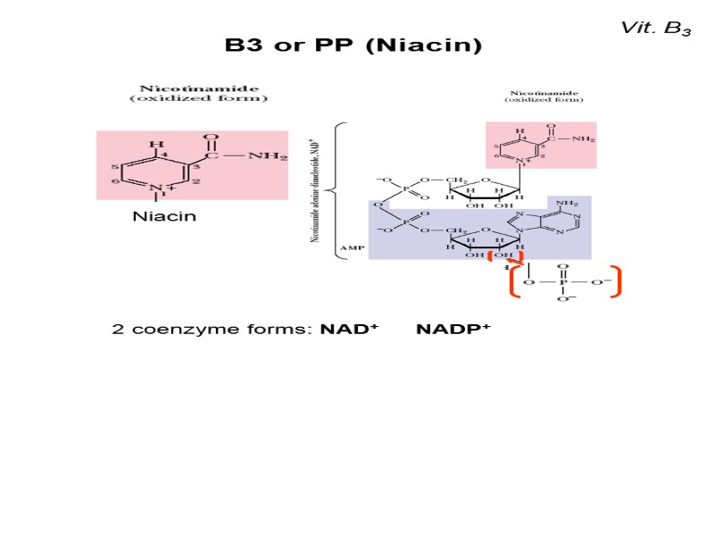 Vit. B3 В3 or РР (Niacin)  2 coenzyme forms: NAD+   